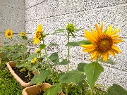 園長ブログを更新しました～植物の成長