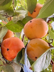 新園長のブログをリニューアルしました