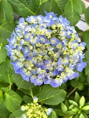 新園長のブログを更新しました