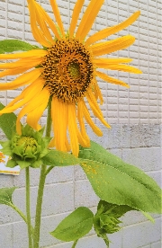 園長ブログを更新しました～ふしぎなひわまり