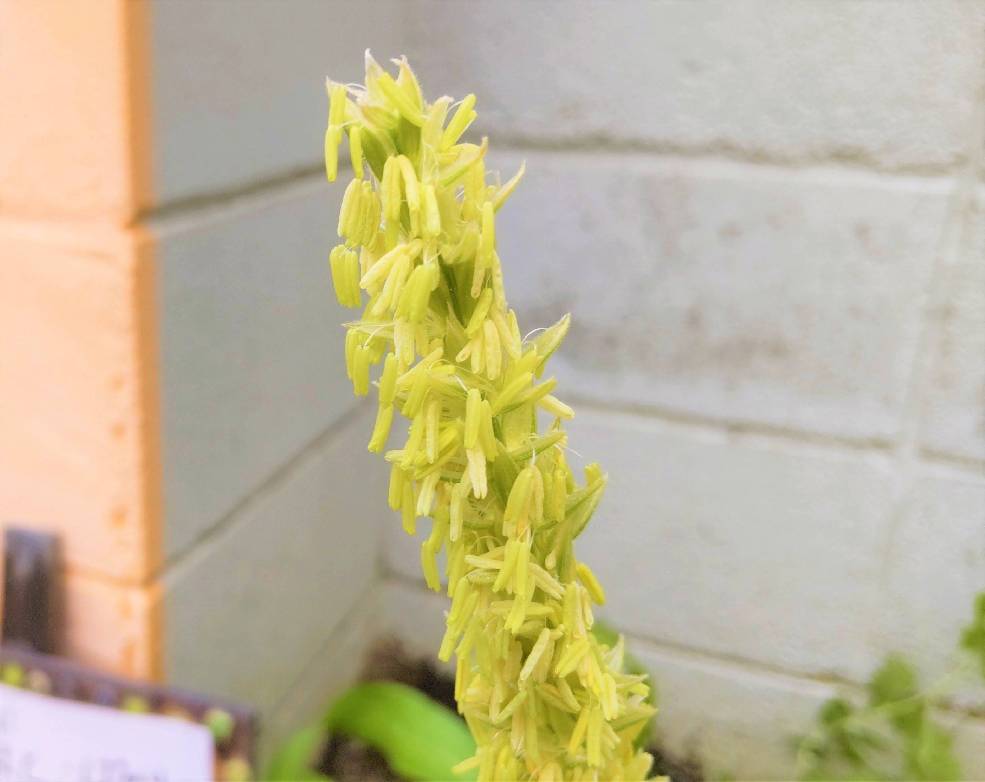 園長ブログを更新しました～夏休みに入って