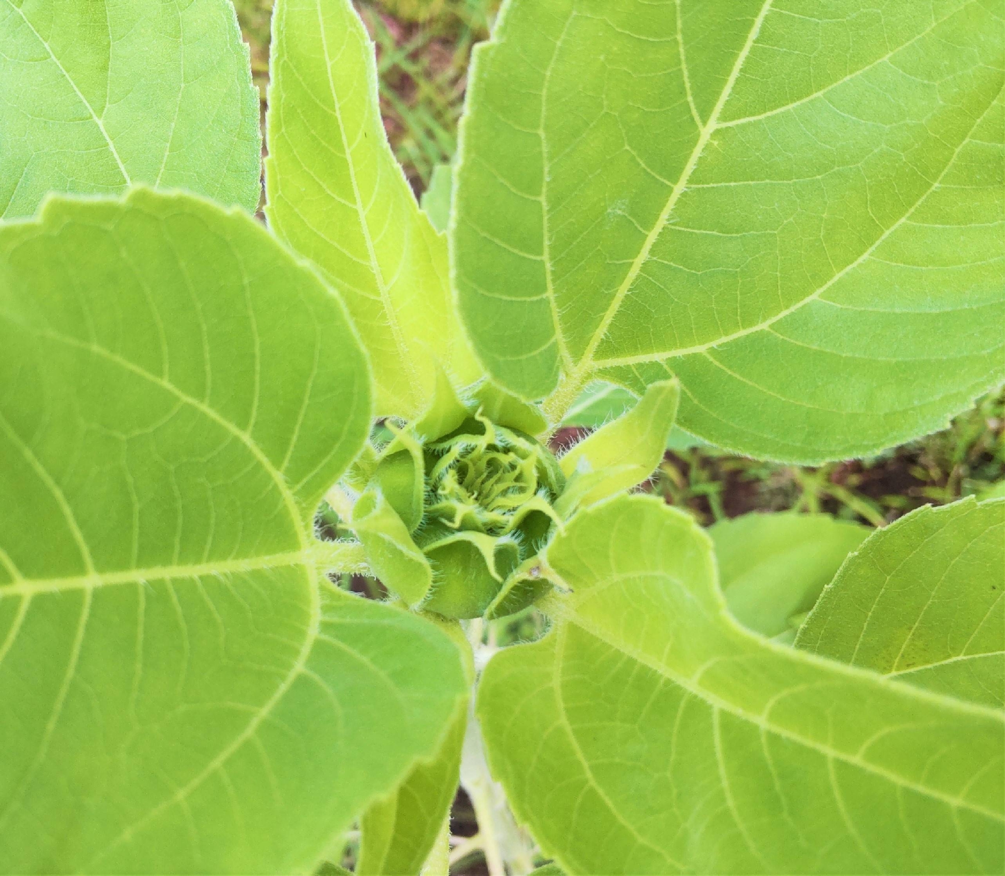 園長ブログを更新しました～植物が育っています